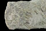 Fossil Echinoid (Archaeocidaris) Plate - Missouri #162656-1